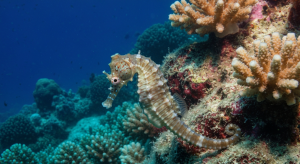 Halmahera Diving: Unveiling North Maluku’s Pristine Underwater Realm
